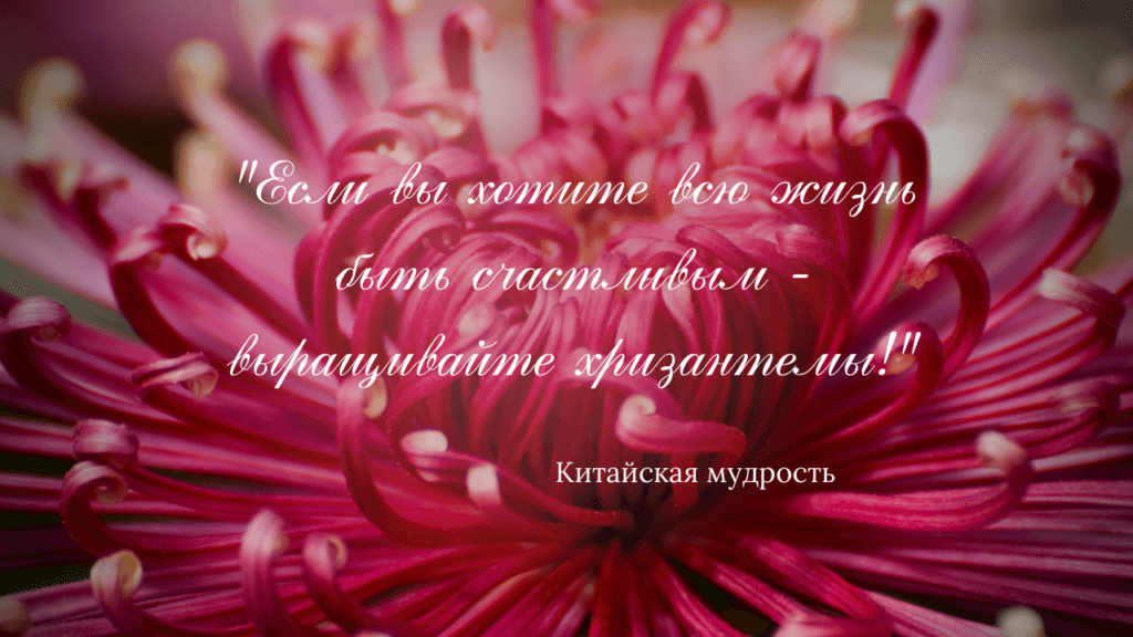 цветок хризантемы