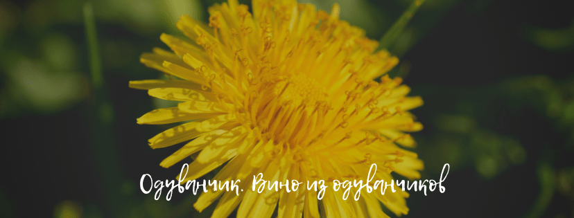 одуванчик